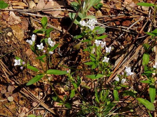 {Houstonia lanceolata}